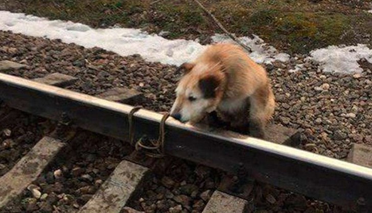Завързаха куче на жп релси