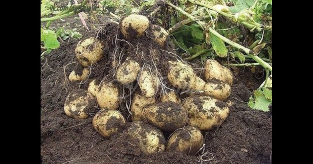 Как от 20 корена да изкарате 40 кофи с картофи: китайският метод е реален и работи на 100%