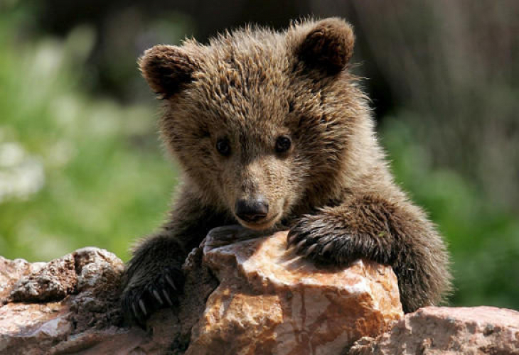 Шок! В САЩ искат да приспят мече заради доброто му отношение към хората