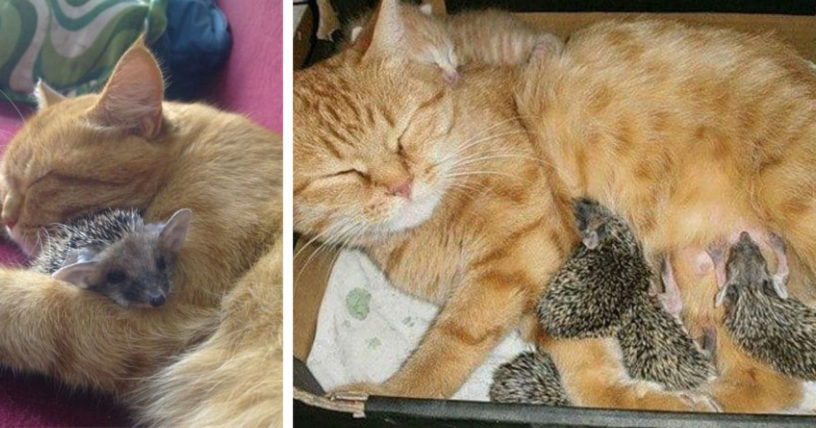 Домашна котка осинови таралежчета, чиято майка е загинала!