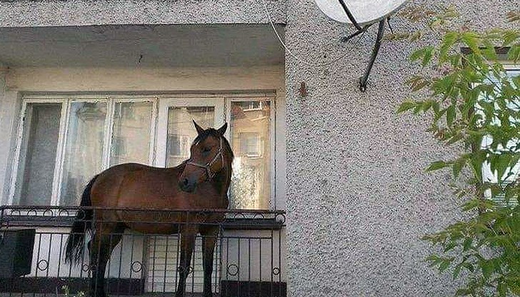 Кон на балкона в Благоевград