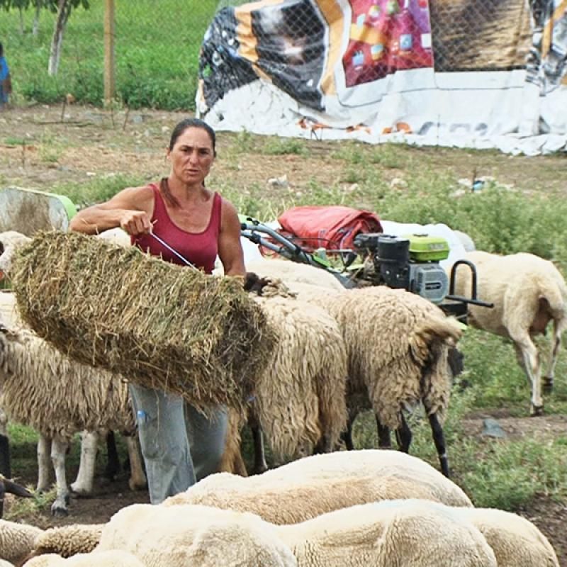 Истината възтържествува! Фермерката Ани от Странджа спечели делото: Чума не е доказана!