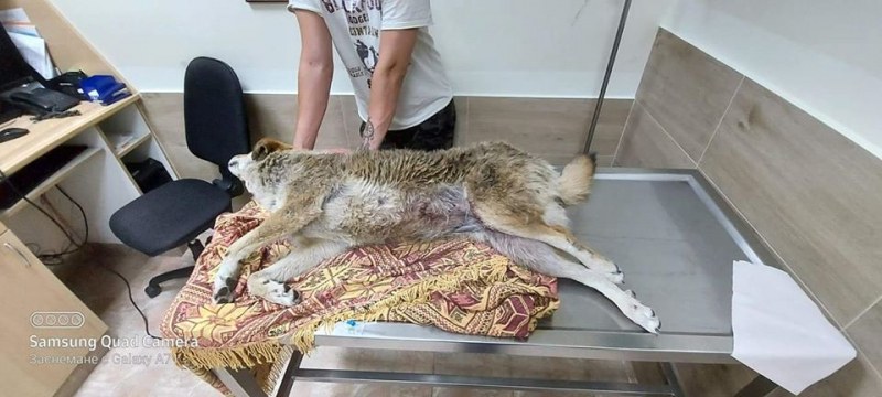 Жестокост! Пловдивчани намериха безпомощно кученце, тялото му – надупчено със сачми