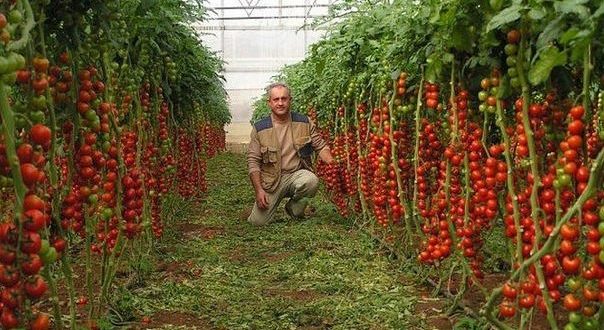 7 правила които знам от дядо ми за богата реколта от домати