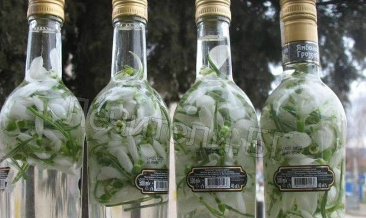 Какво са лекували с кокиче и ракия нашите прадеди?