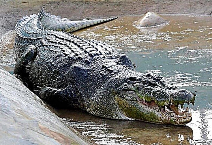 Мъж пребори три крокодила с голи ръце