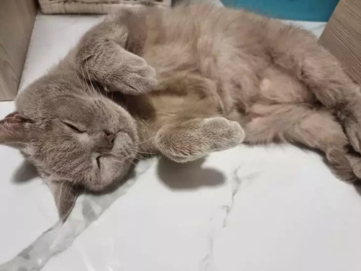 Как котките изразяват благодарност!  5 знака за „благодаря“ на котка