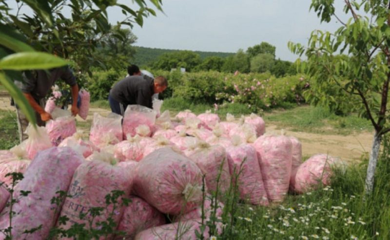 Всички обратно на село! 1 килограм от това българско богатство струва над 9 хил. евро