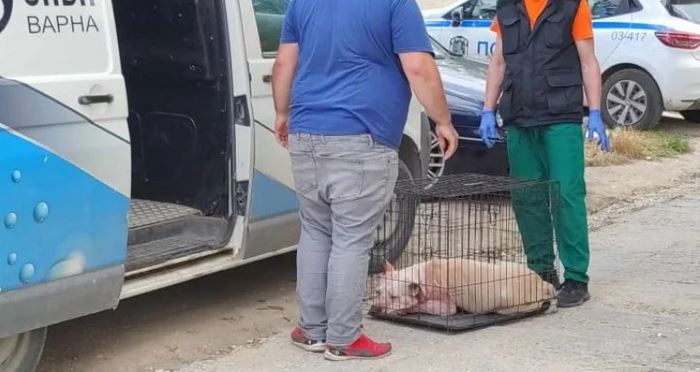 Питбулът-убиец е проливал кръв и преди, а мъртвата му стопанка…